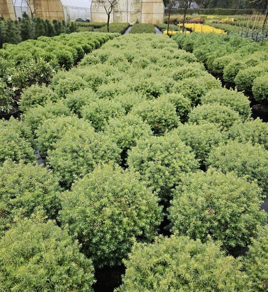 Reihen von grünen Zwergsträuchern in einer Baumschule