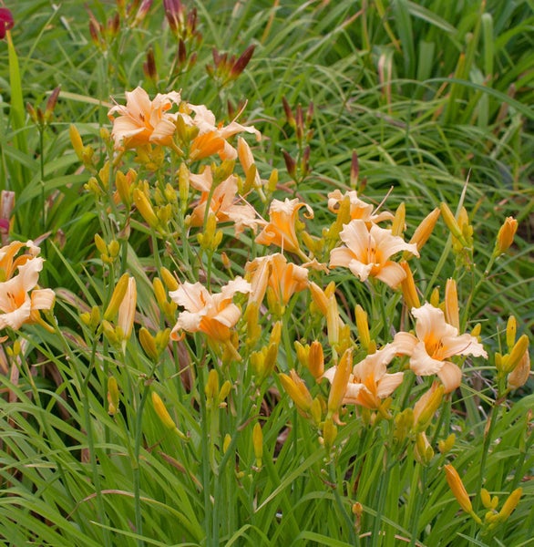 Nahaufnahme einer Gruppe von Taglilien im Garten.