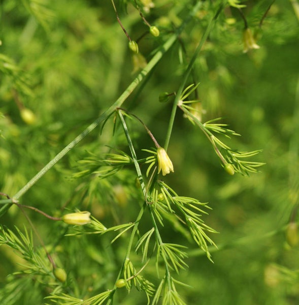 Nahaufnahme von Spargelblüten