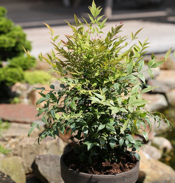 Nandina in einem Topf