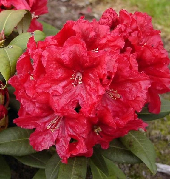 Blüte einer roten Garten-Rhododendronpflanze