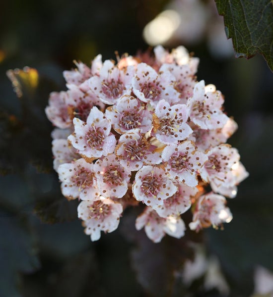 Blütenstand einer Blasenspiere im Detail