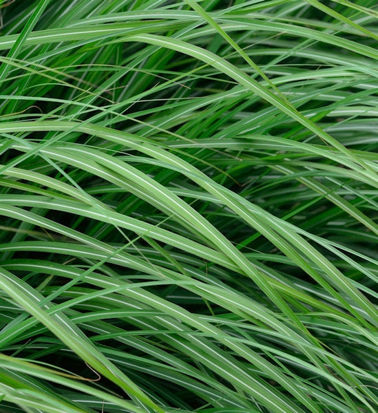 Detailaufnahme von Ziergras mit gestreiften Blättern