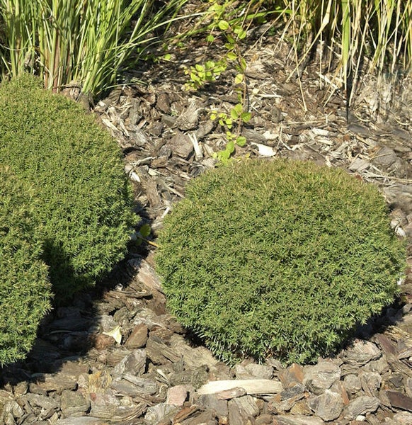 Zwei Kissen-Wacholder-Sträucher im Gartenbeet