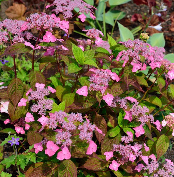 Gartenszene mit einer Tellerhortensie mit rosa Blüten