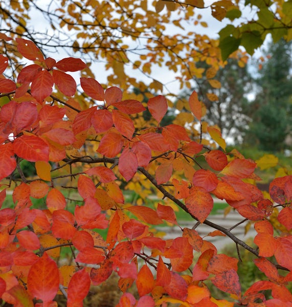 Zweig mit Herbstlaub