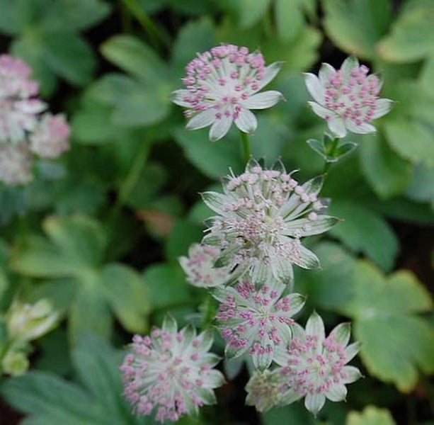 Blütenstände der Sterndolde im Garten