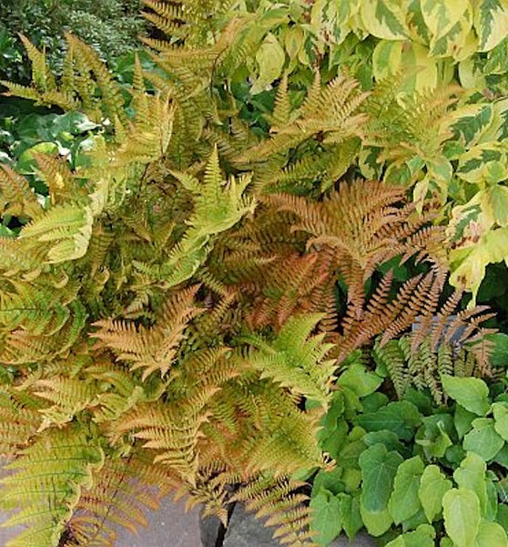 Detailaufnahme von Farnblättern im Garten