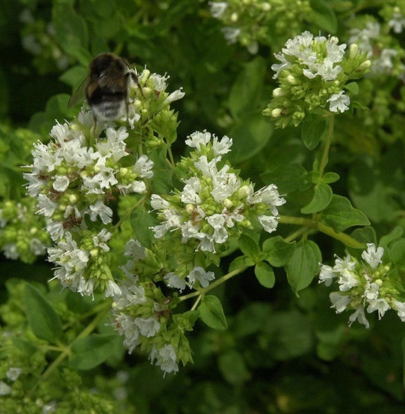 Nahaufnahme einer blühenden Oregano Pflanze mit einer Hummel