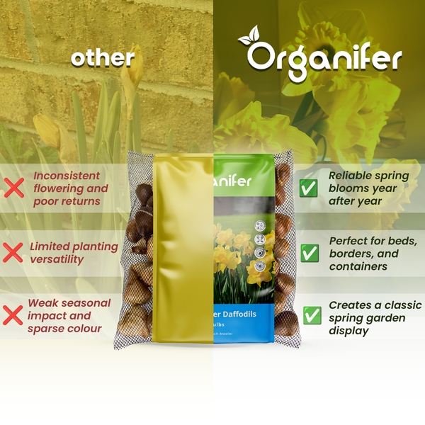 Organifer Narzissenzwiebeln im Netzvergleich mit Vorher Nachher Darstellung zur Veranschaulichung der Blühqualität im Garten.