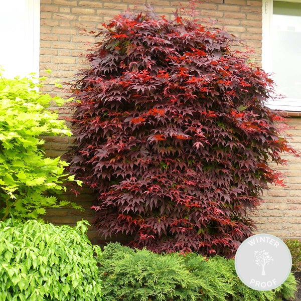 Bloomique - Acer Palmatum Atropurpureum - Japanischer Ahorn - Buntes Laub - Gartenpflanzen - Winterhart - 50-70 cm Hoch - Topf 19 cm
