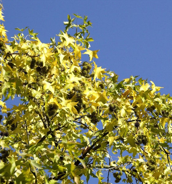 Blätter und Früchte eines Amberbaums vor blauem Himmel