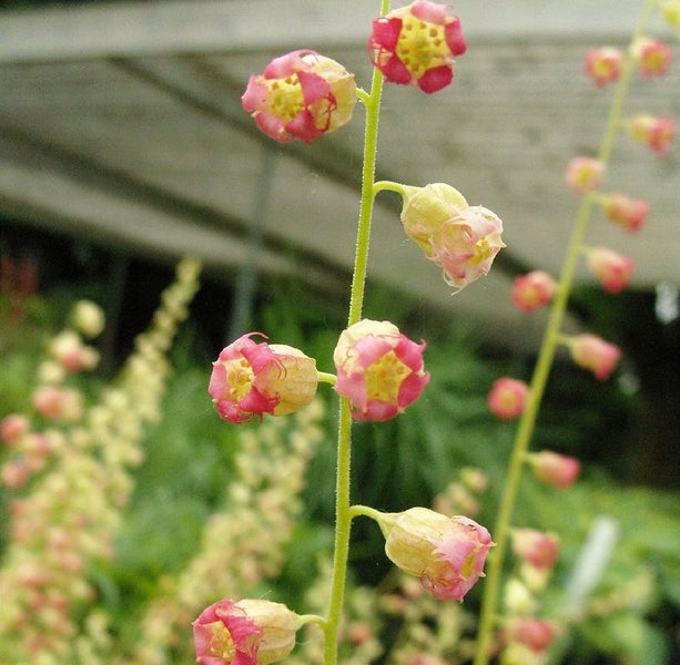 Nahaufnahme einer Heuchera-Blütenrispe mit kleinen, glockenförmigen Blüten