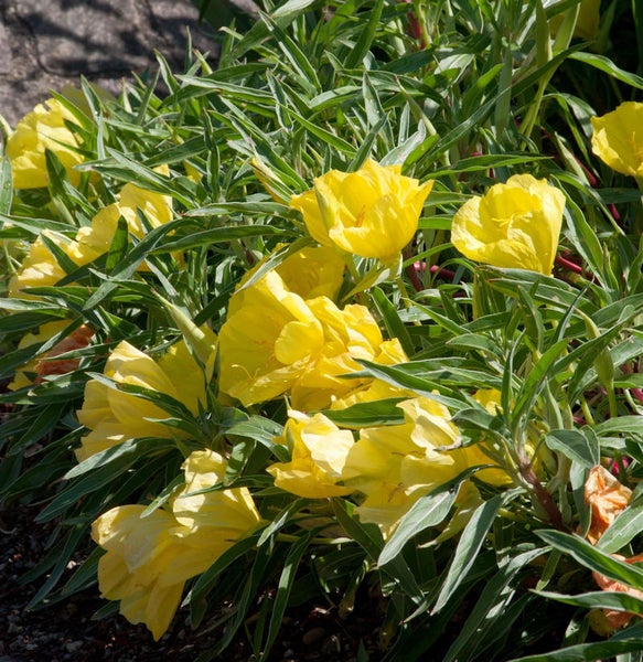 Nachtkerze mit gelben Blüten und grünen Blättern