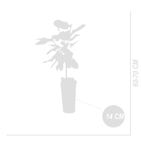 Bloomique - Prunus Avium 'Van' - Kirschbaum - Obstbäume - Gartenpflanzen - Winterhart - ⌀14 cm - Höhe 60-70 cm