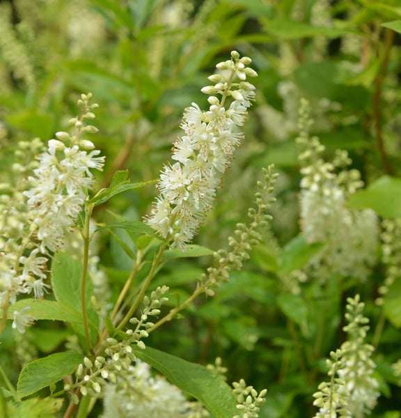 Rispenstrauch mit weißen Blüten