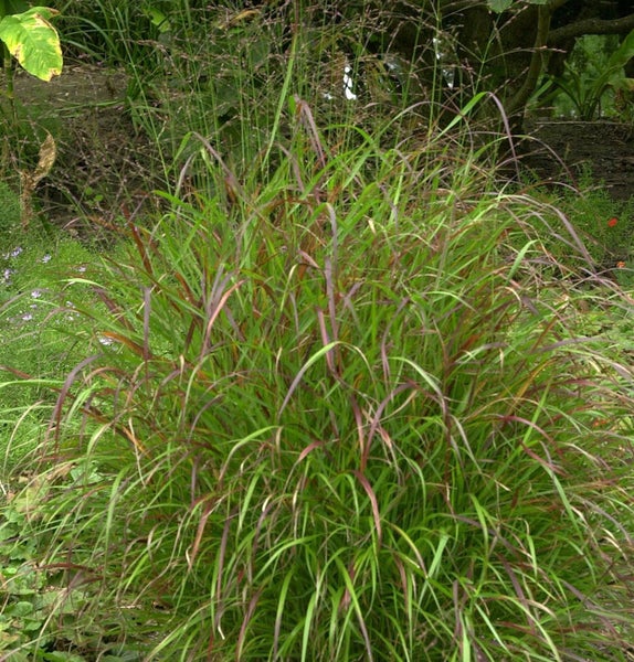 Ziergras mit grünen und roten Blättern im Garten.