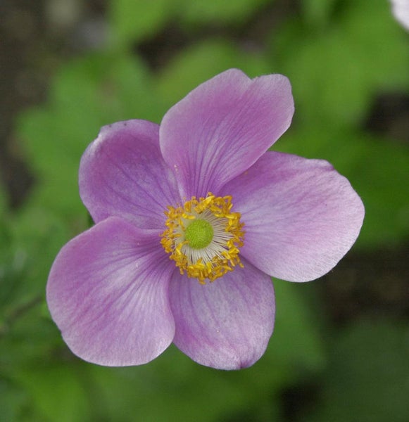 Nahaufnahme einer rosafarbenen Herbst-Anemone mit gelber Mitte.