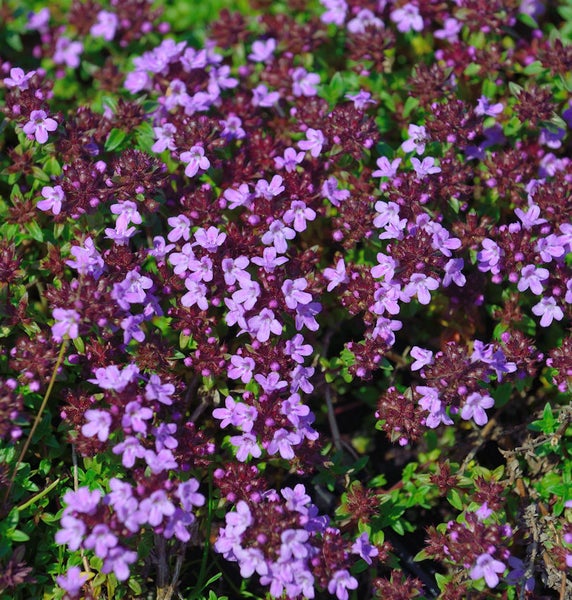 Blühender Quendel im Detail