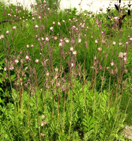 Wiesenblumen mit grünen Blättern und kleinen Blütenknospen