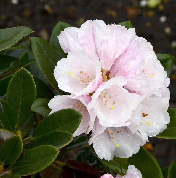 Nahaufnahme einer Rhododendronblüte mit Blättern