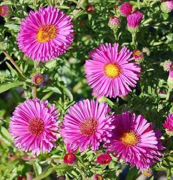 Nahaufnahme von rosa Herbstastern im Garten.