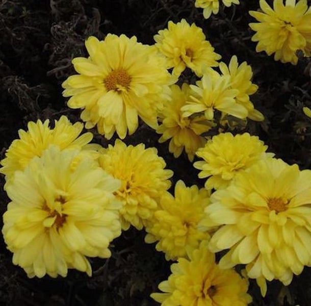 Gelbe Chrysanthemenblüten in Nahaufnahme