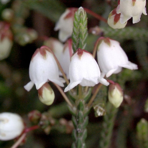 Nahaufnahme von Glockenheideblüten