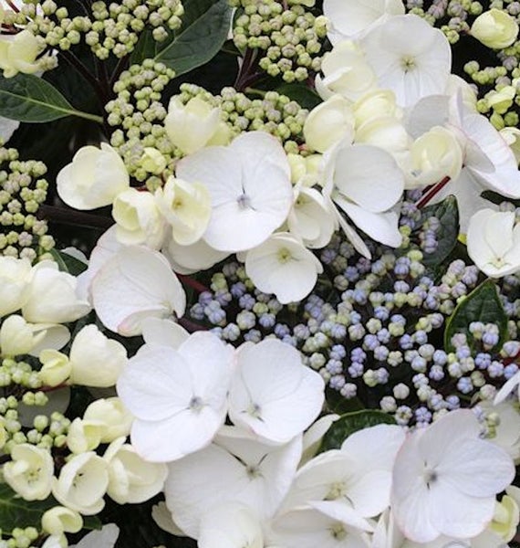 Nahaufnahme von weißen Hortensienblüten und Knospen