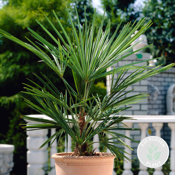 Bloomique - Washingtonia Robusta - Mexikanische Fächerpalme - Palme - Winterharte Balkonpflanzen - Gartenpflanzen Winterhart - Höhe 70-80 cm - Topf 17 cm