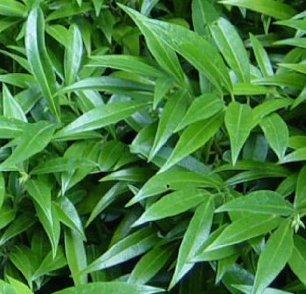 Nahaufnahme einer Heckenpflanze mit länglichen Blättern