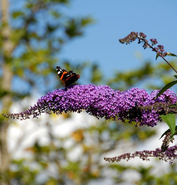 Schmetterling auf Sommerflieder im Garten