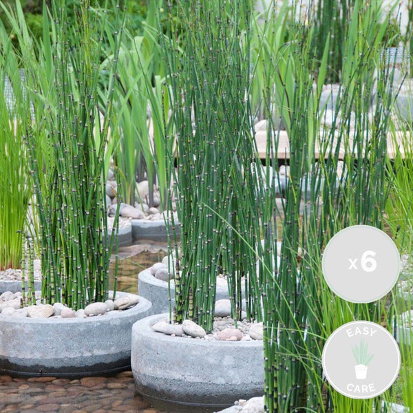 6x Equisetum Japonicum – Japanische Hohlpfeife – Teichpflanze – Pflegeleicht – ⌀9 cm – ↕20-30 cm