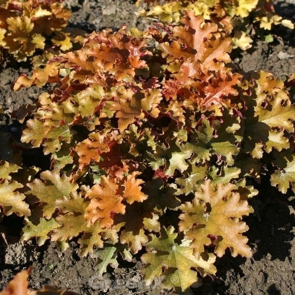 Heuchera Pflanze mit strukturierten Blättern