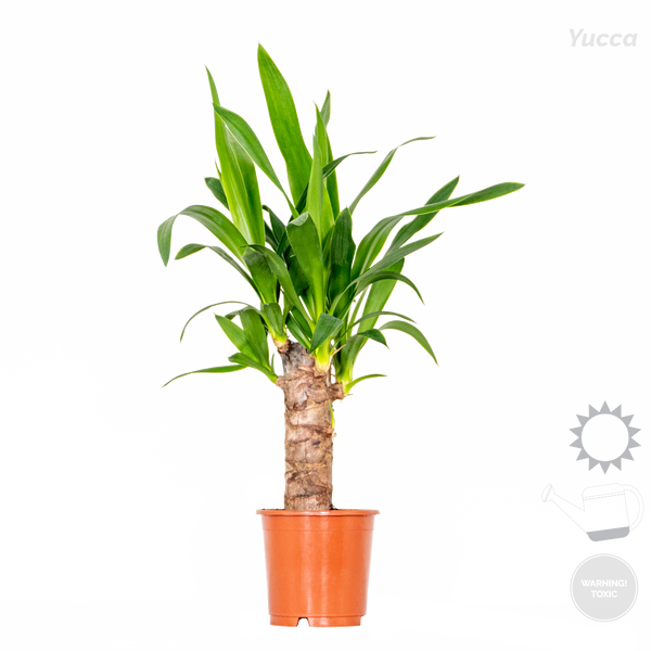 3x Tropische Palmenmischung – Dypsis-Chamaedorea-Yucca – Pflegefreundlich – ⌀12 cm – ↕20-45 cm