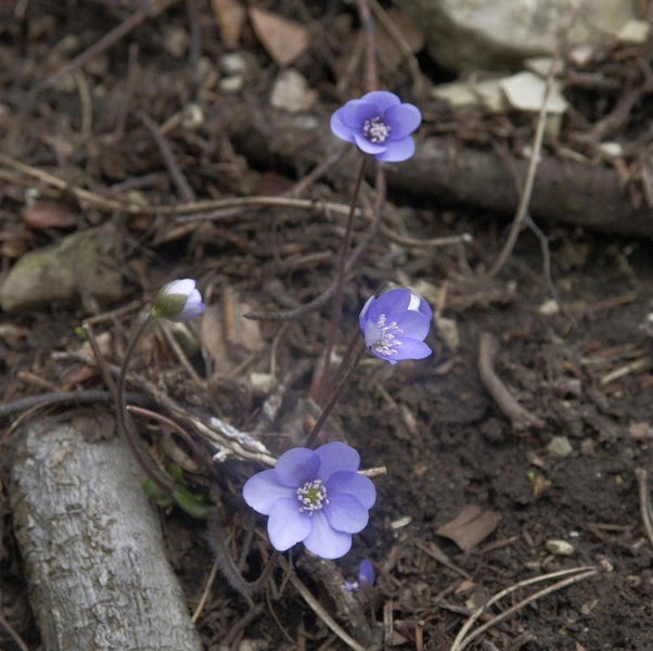 Leberblümchen im natürlichen Umfeld