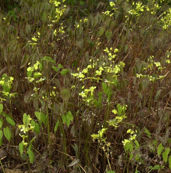 Gelber Zwerg-Elfenblume blüht im Gartenbeet