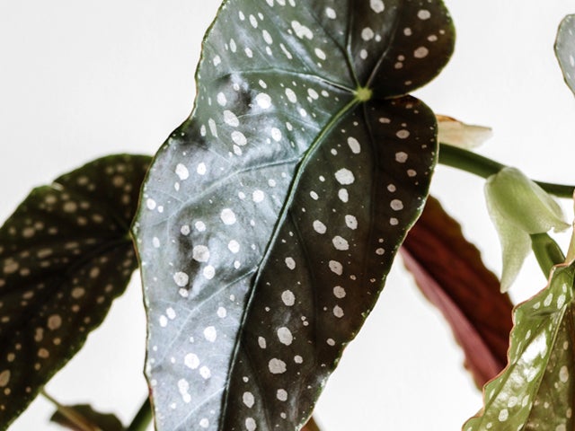 Bloomique - Begonia Maculata - Punkt-Begonie - Punktpflanze - Zimmerpflanzen - Luftreinigend - 20-30 cm Hoch - Topf 12 cm