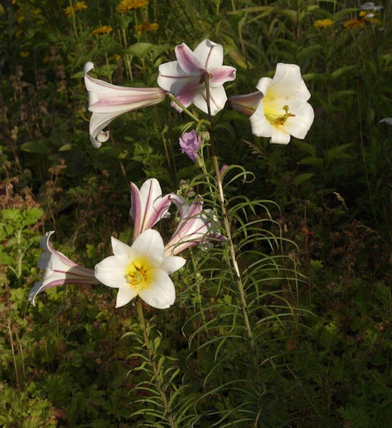 Nahaufnahme von Trompetenlilien im Gartenbeet