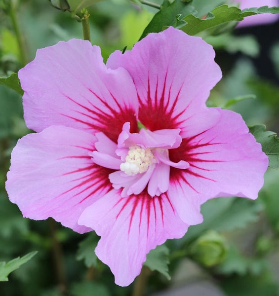 Nahaufnahme einer rosafarbenen Hibiskusblüte mit roter Mitte
