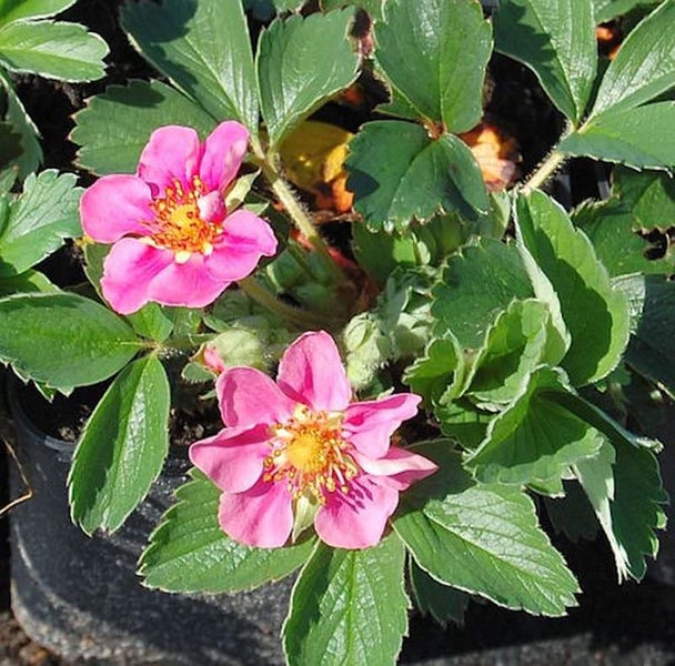 Erdbeerpflanze mit rosa Blüten und grünen Blättern