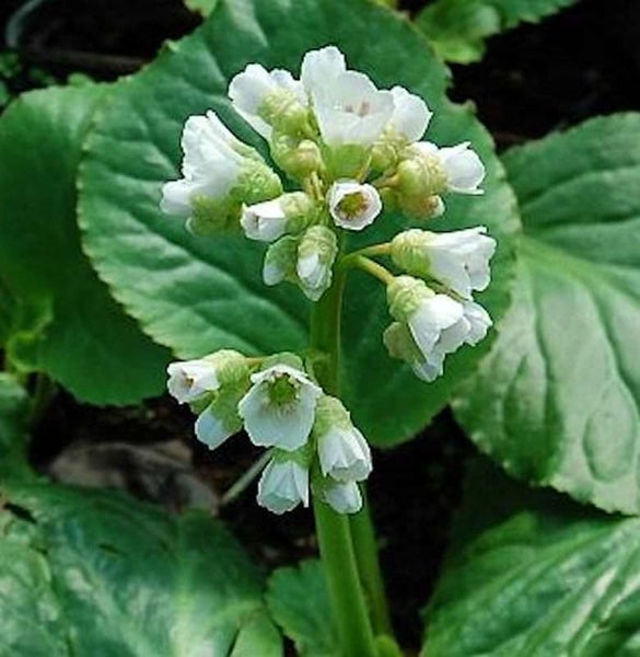 Blüte der Bergenie mit weißen Blüten