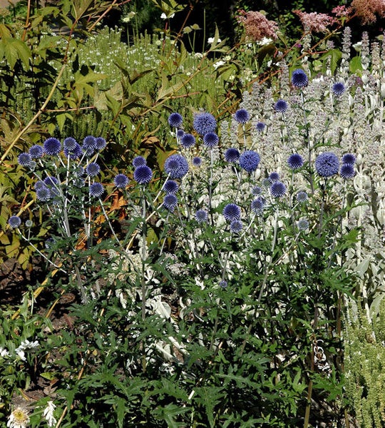 Nahaufnahme von Kugeldistel Pflanzen im Garten.