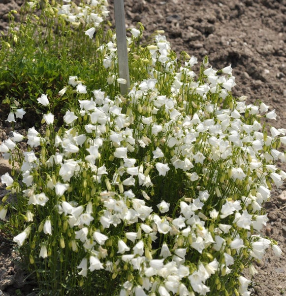 Blütenstand mit weißen Glockenblumen im Garten.