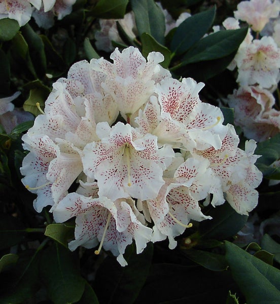 Blütenstand einer Rhododendron Pflanze mit gesprenkelten Blüten