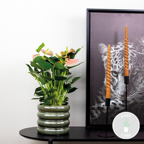 Bloomique - Anthurium Andreanum - Rosa - Flamingoblume - Blühende Zimmerpflanzen - Pflegeleicht - Höhe 40-50 cm - Topf 14 cm