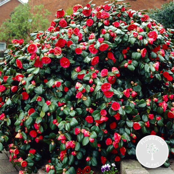 Camellia japonica 'Black Lace' - Japanische Rose - Strauch - Immergrün - ⌀15 cm - ↕30-35 cm
