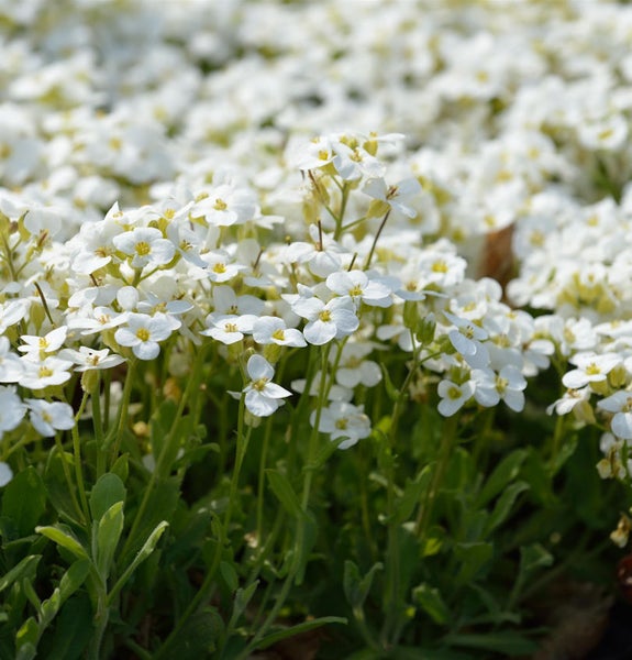 Bild einer Blüte von Blaukissen im Garten.