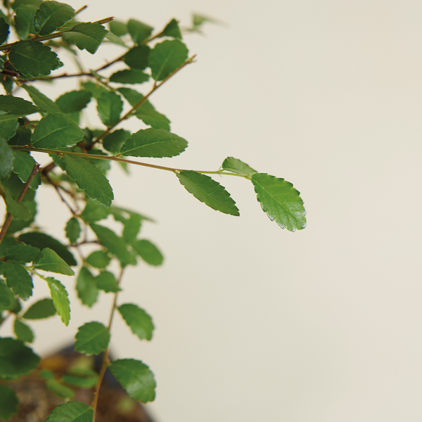 Bloomique - Bonsai Zelkova - Kugelform - Bonsai-Baum - Zimmerpflanzen - Höhe 20-30 cm - 15 cm breit - inklusive Keramiktopf und Schale