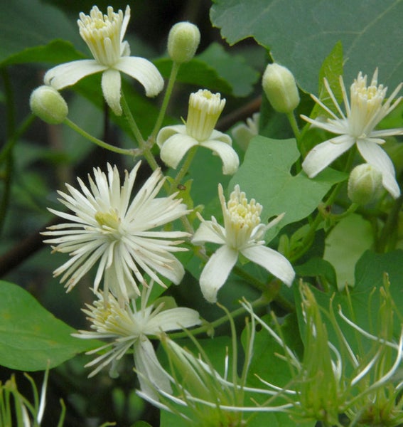 Nahaufnahme von blühenden Waldreben